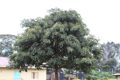 avocado-tree-2