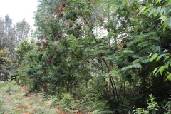 calliandra-trees