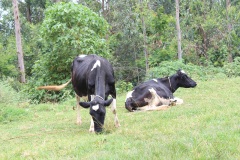 cows-1