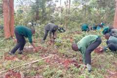 tree-planting-exercise-2