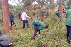 tree-planting-exercise-3